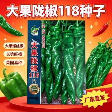 大果陇椒种子抗病无限生长型皮薄质脆辣味浓香螺丝椒种子抗病