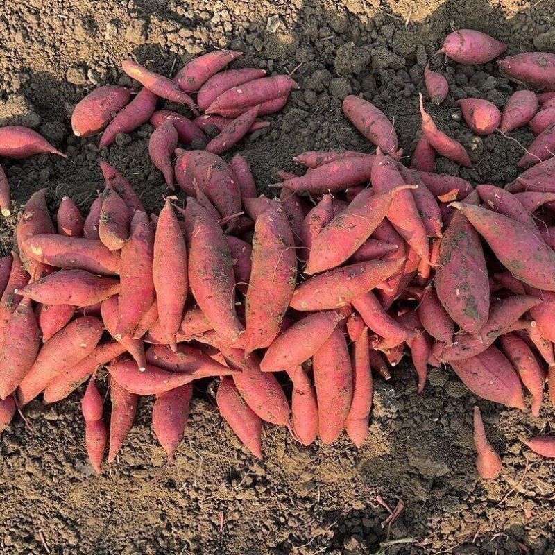 【超便宜】沙地种植红蜜薯新鲜红薯板栗番薯红心糖心地瓜