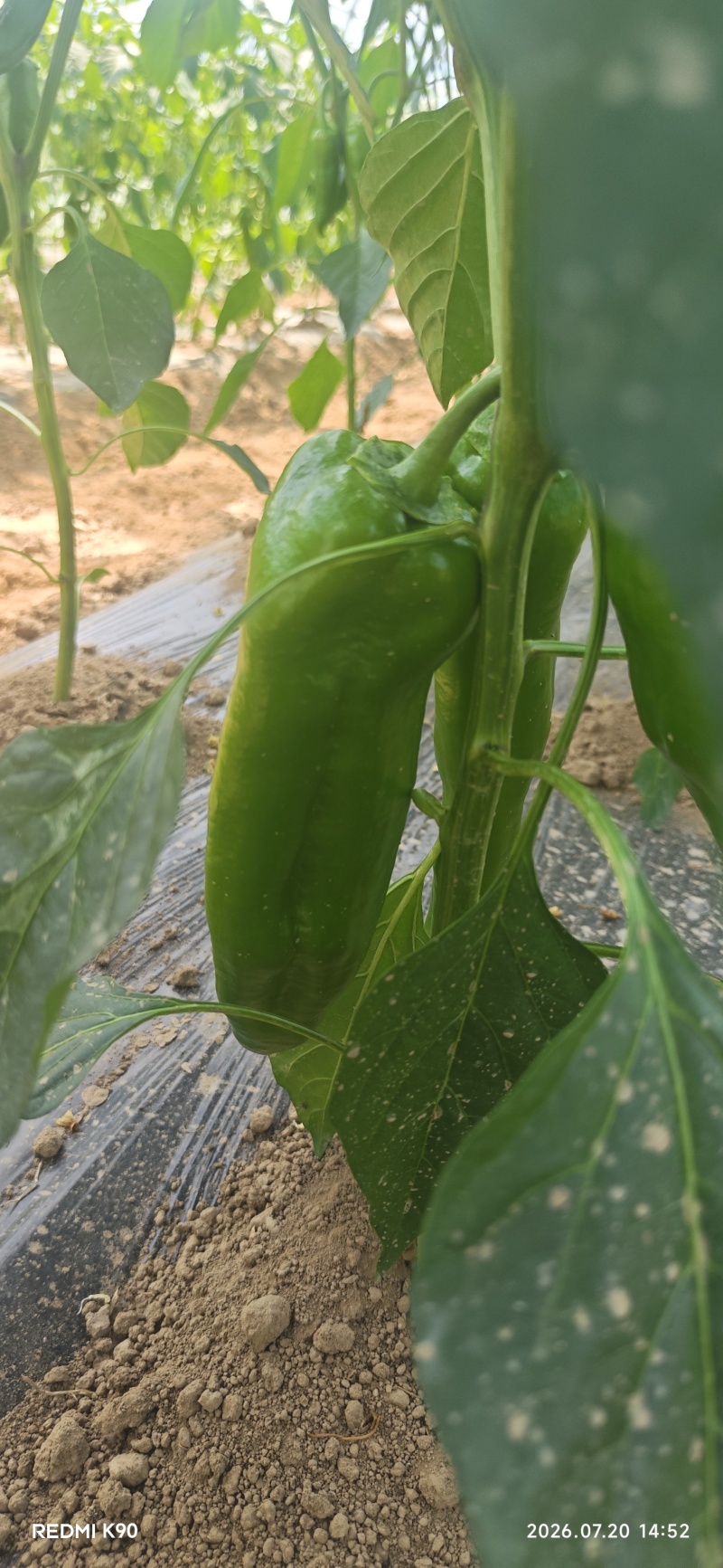 鲜辣椒
