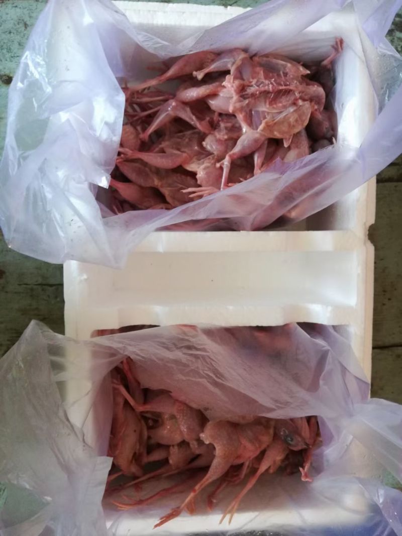芦丁鸡肉芦丁鸡白条养殖基地直发源头养殖厂家