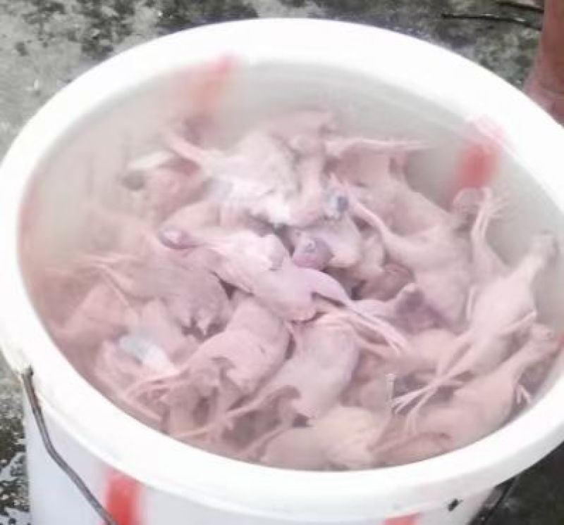 芦丁鸡肉芦丁鸡白条养殖基地直发源头养殖厂家