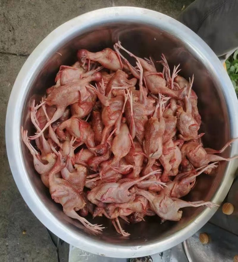 芦丁鸡肉芦丁鸡白条养殖基地直发源头养殖厂家
