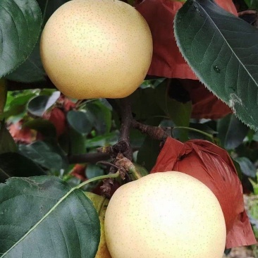 西平县百亩黄金梨种植基地