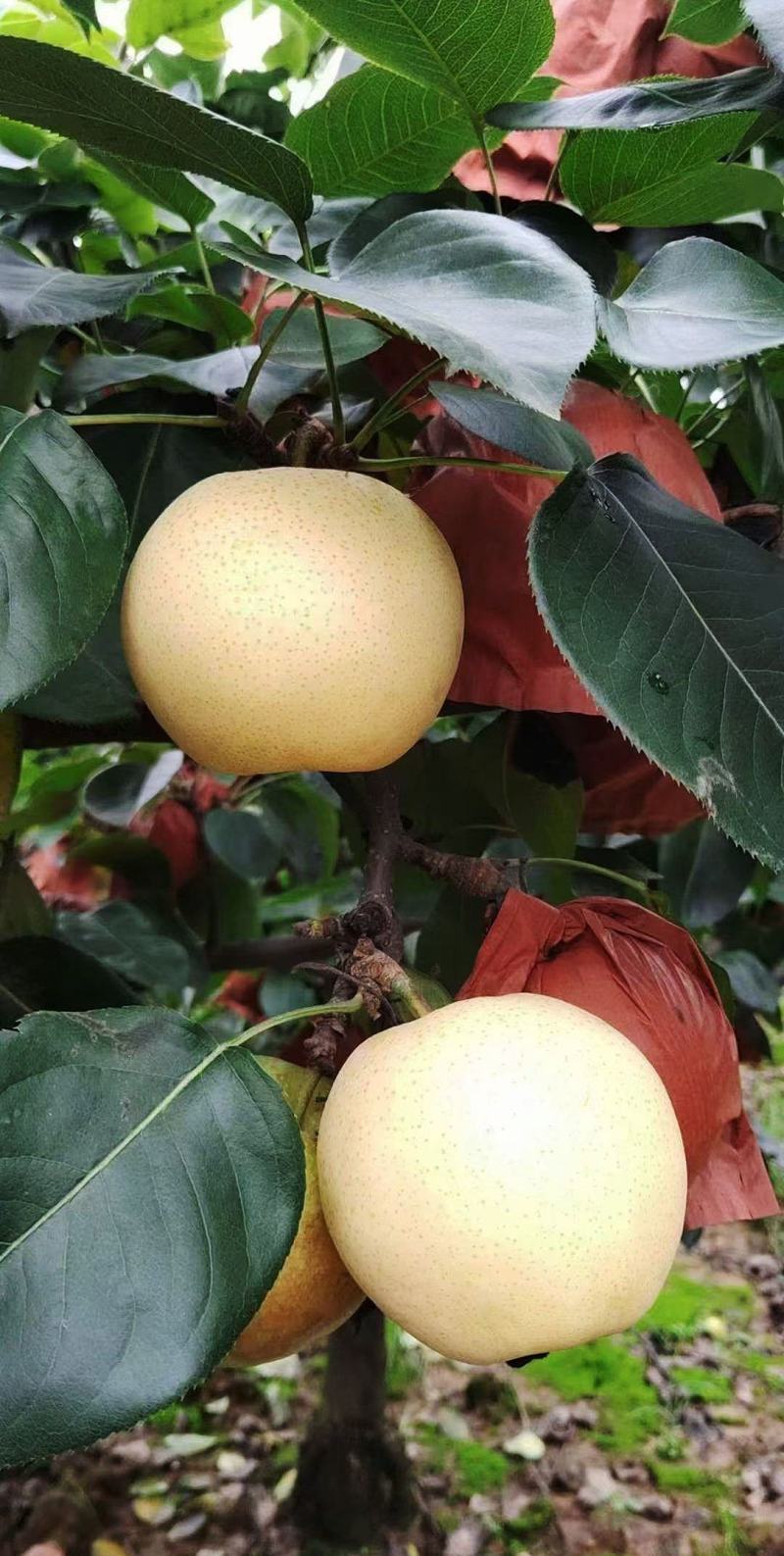 西平县百亩黄金梨种植基地