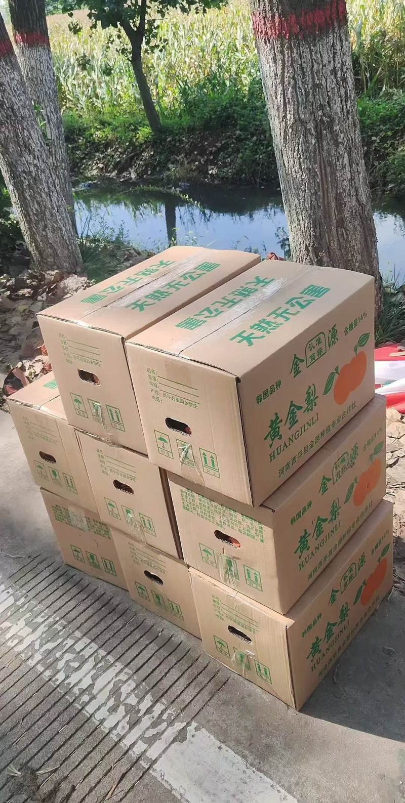 西平县百亩黄金梨种植基地