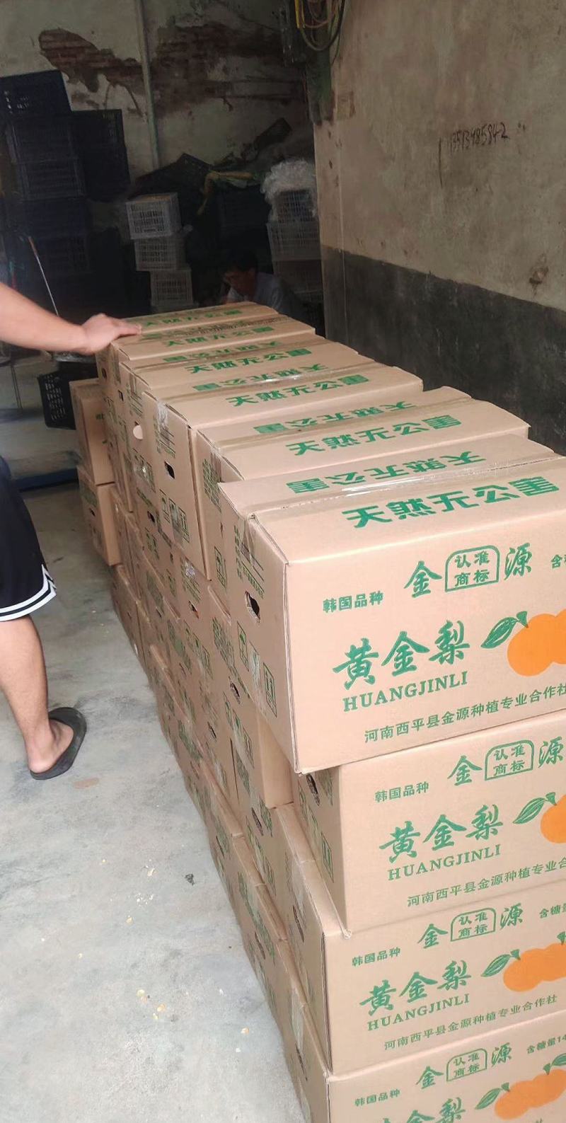 西平县百亩黄金梨种植基地