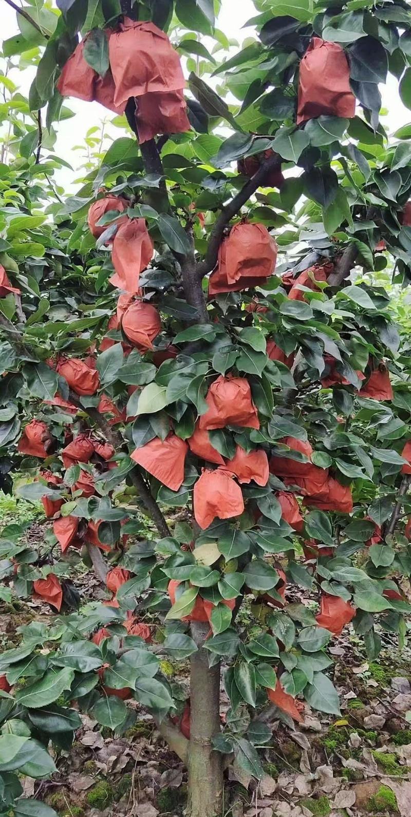 西平县百亩黄金梨种植基地