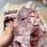 内蒙满肉羊蝎子