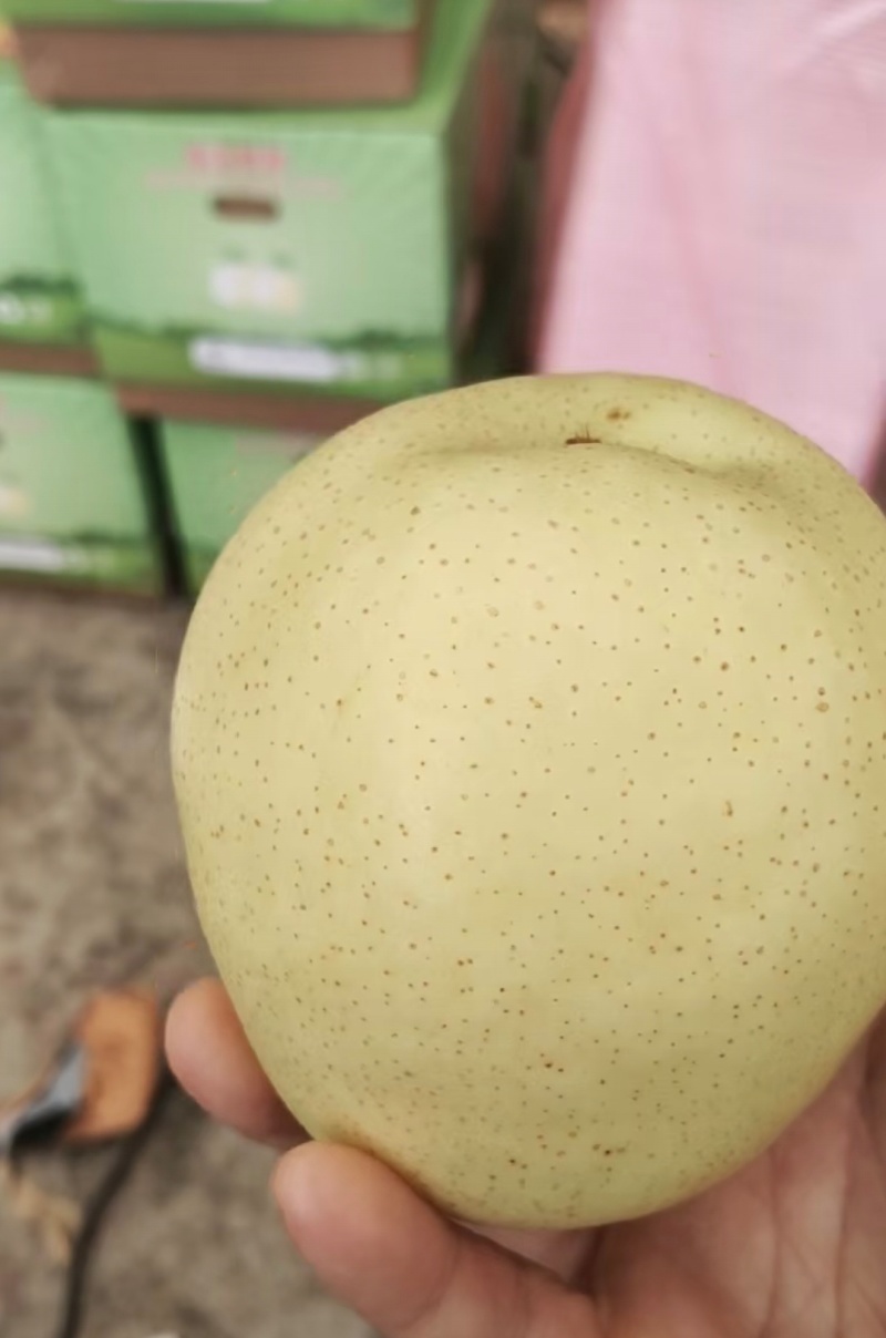 产地直发皇冠梨品质保证价格实惠有需求的老板赶紧了