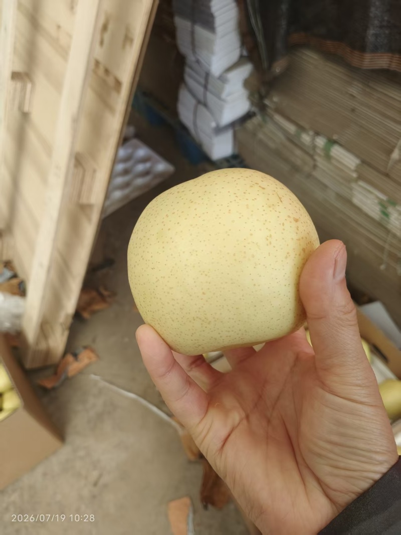 推荐河北皇冠梨产地一手货源量大从优实力代发全国商超