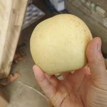 河北产地皇冠梨大量上市了产地一手货源量大从优联系