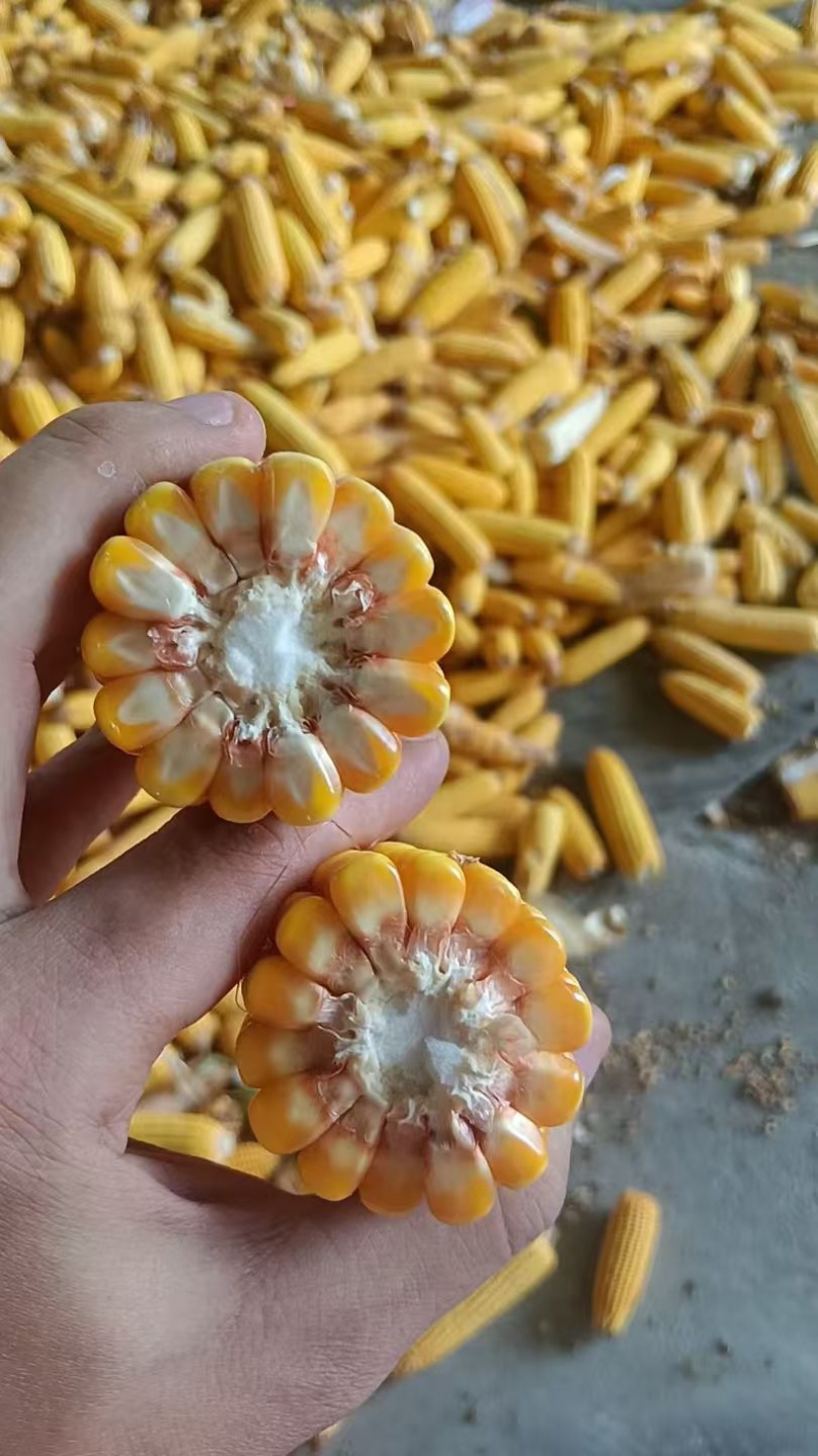 山东玉米粒品质保证诚信经营欢迎联系各规格都有价格优惠