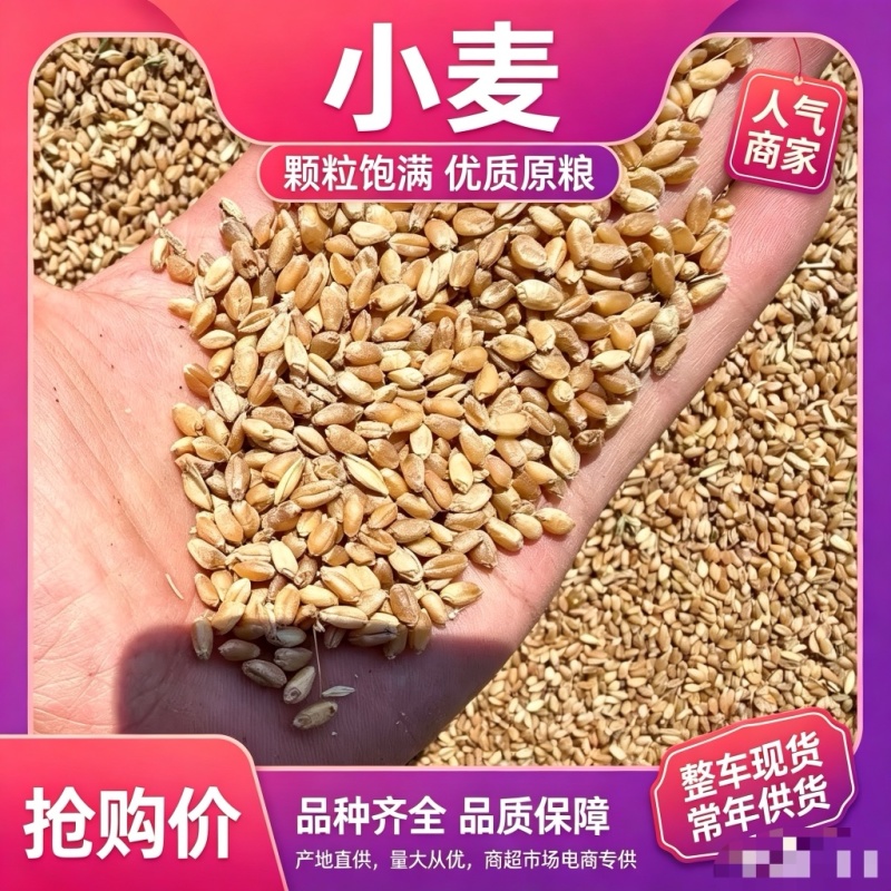 山东小麦品质保证诚信经营欢迎联系各品质都有价格优惠