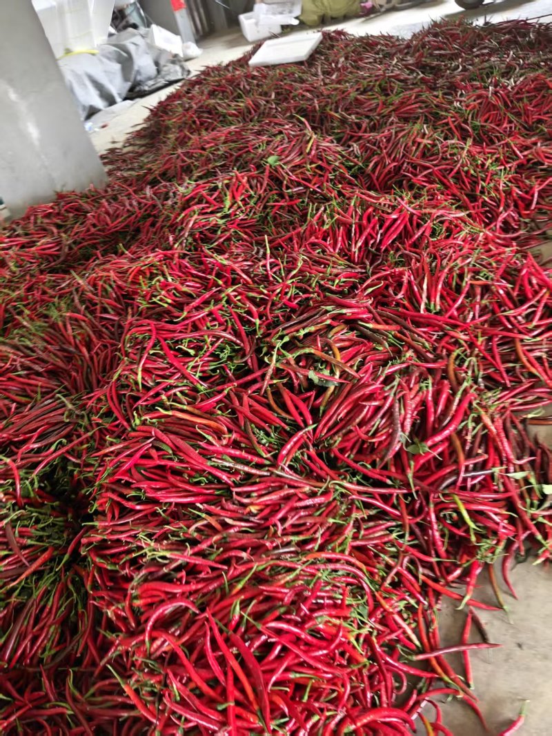 二荆条红线椒产地直发新鲜发货农家自种鲜辣椒