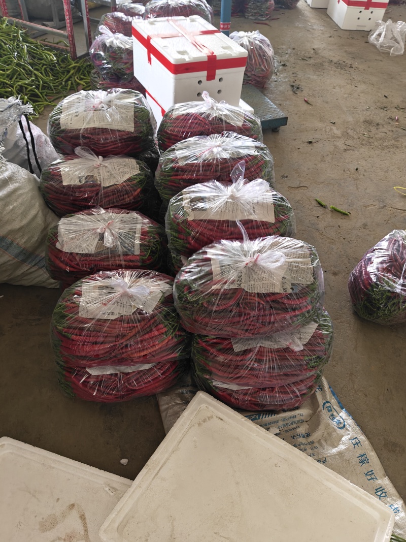 二荆条红线椒产地直发新鲜发货农家自种鲜辣椒