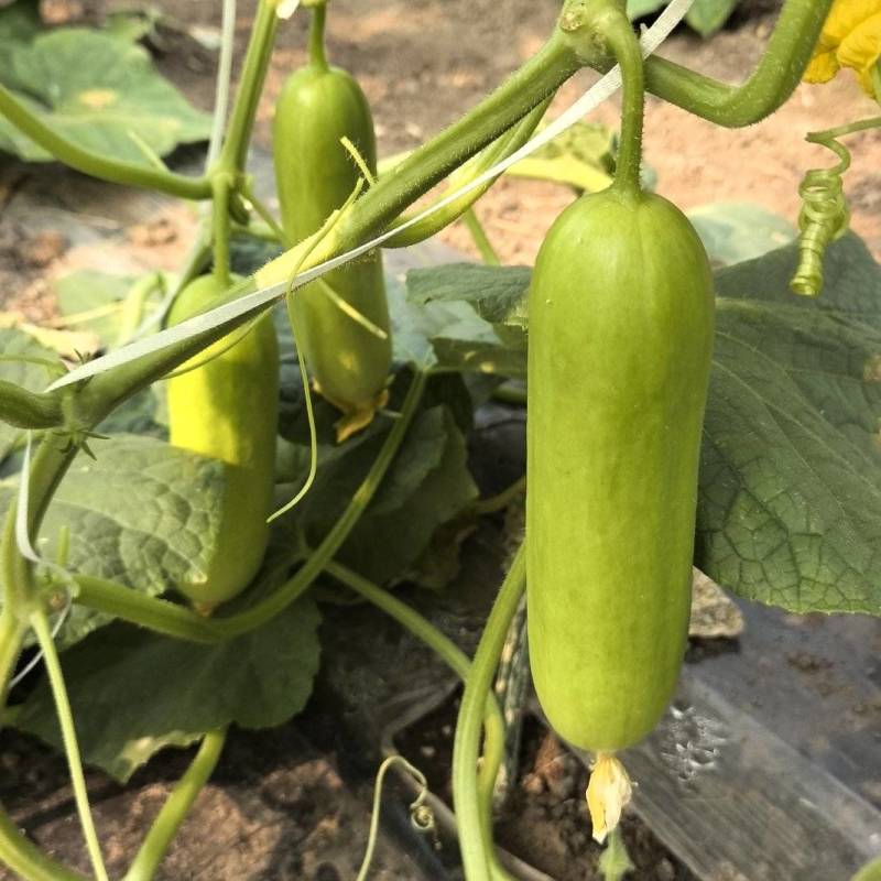 奶油黄瓜基地直发量大优