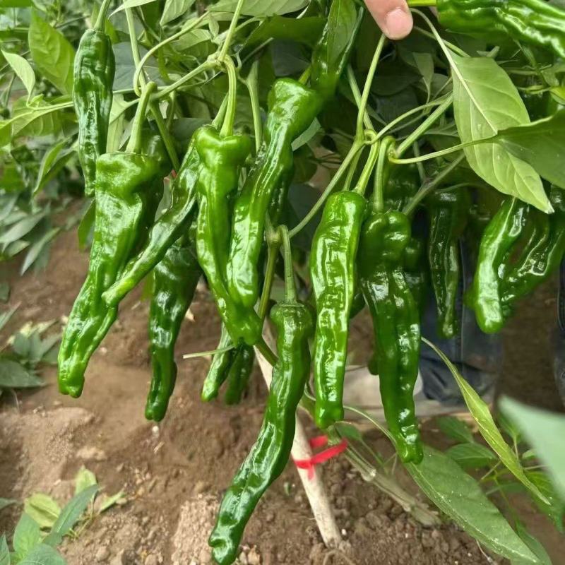 邹皮辣椒产地直发农家自种鲜辣椒新鲜采摘小邹皮辣椒