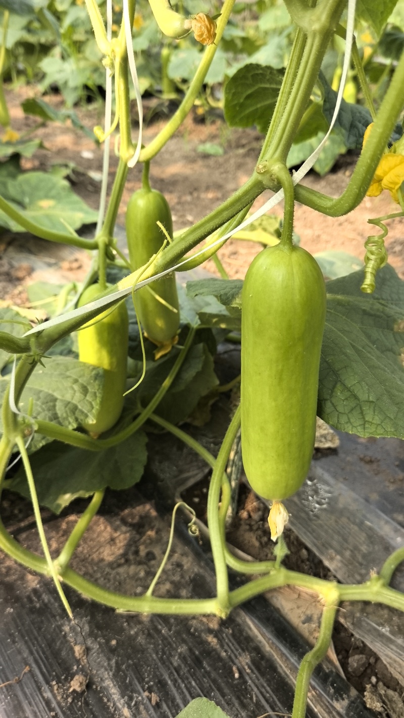 奶油黄瓜基地直发量大优