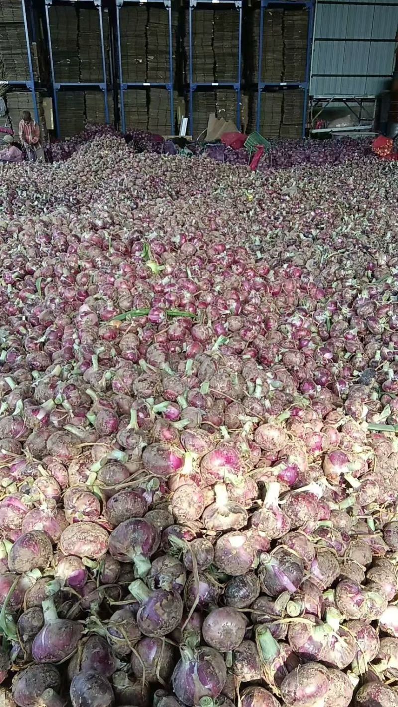 精品红洋葱大量现货对接全国各批发市场加工厂