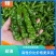 邹皮辣椒产地直发农家自种鲜辣椒新鲜采摘小邹皮辣椒