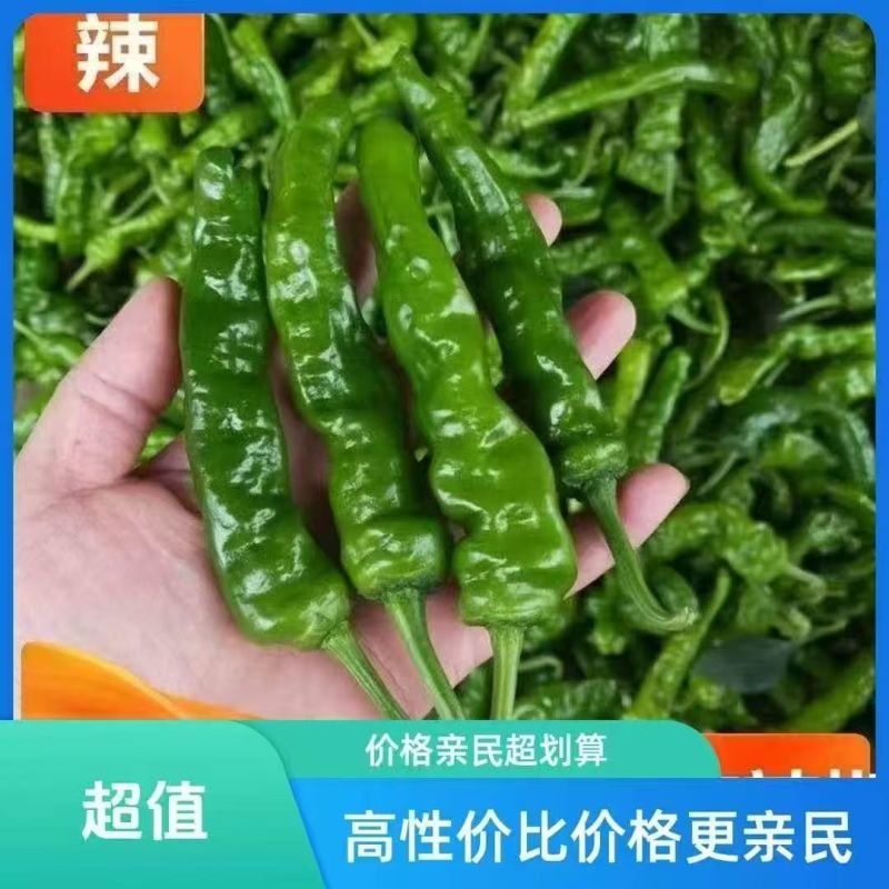 邹皮辣椒产地直发农家自种鲜辣椒新鲜采摘小邹皮辣椒
