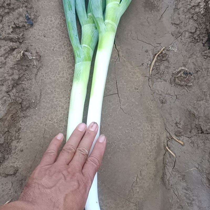 铁杆大葱，本地种植
