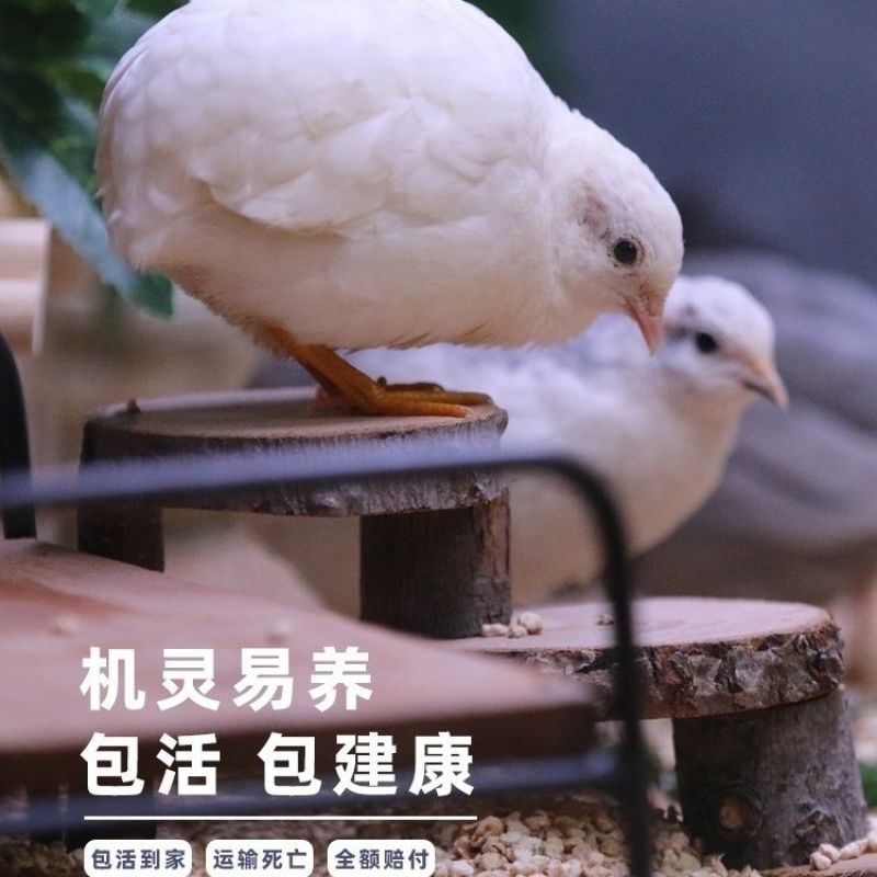 芦丁鸡养殖基地长期供应欢迎洽谈