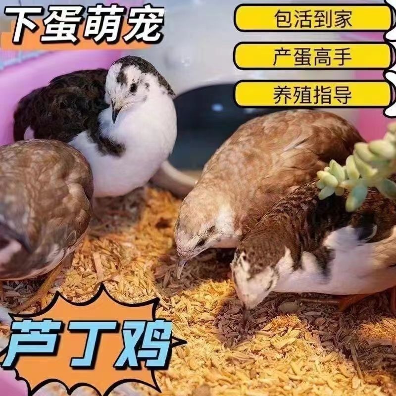 芦丁鸡养殖基地长期供应欢迎洽谈