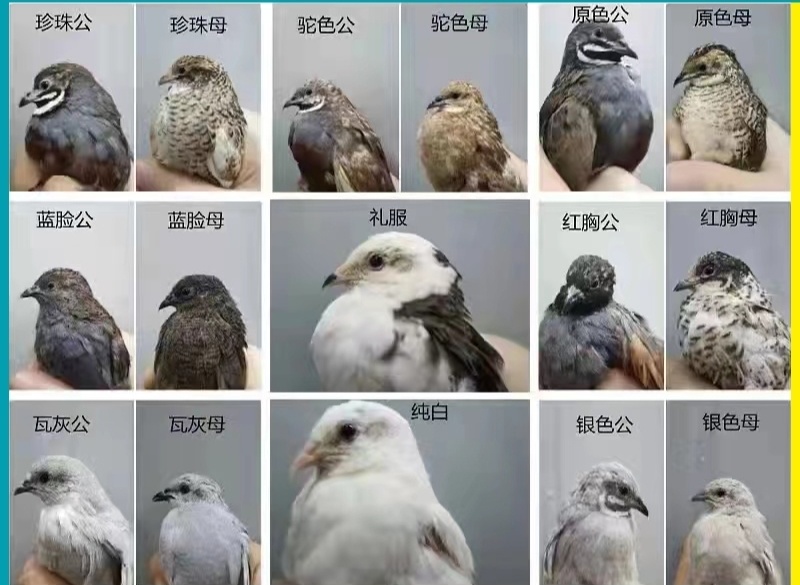 芦丁鸡养殖基地长期供应欢迎洽谈