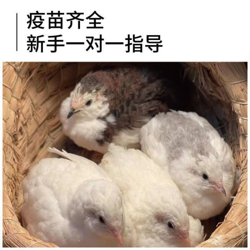 芦丁鸡养殖基地直发批发长期供应欢迎洽谈