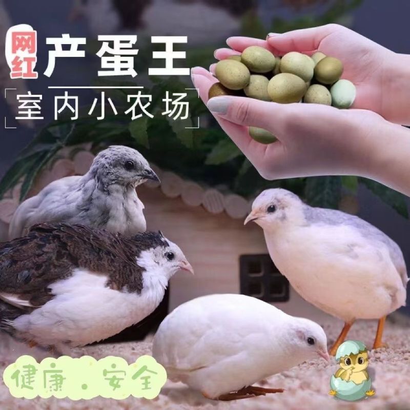 芦丁鸡养殖基地直发批发长期供应欢迎洽谈