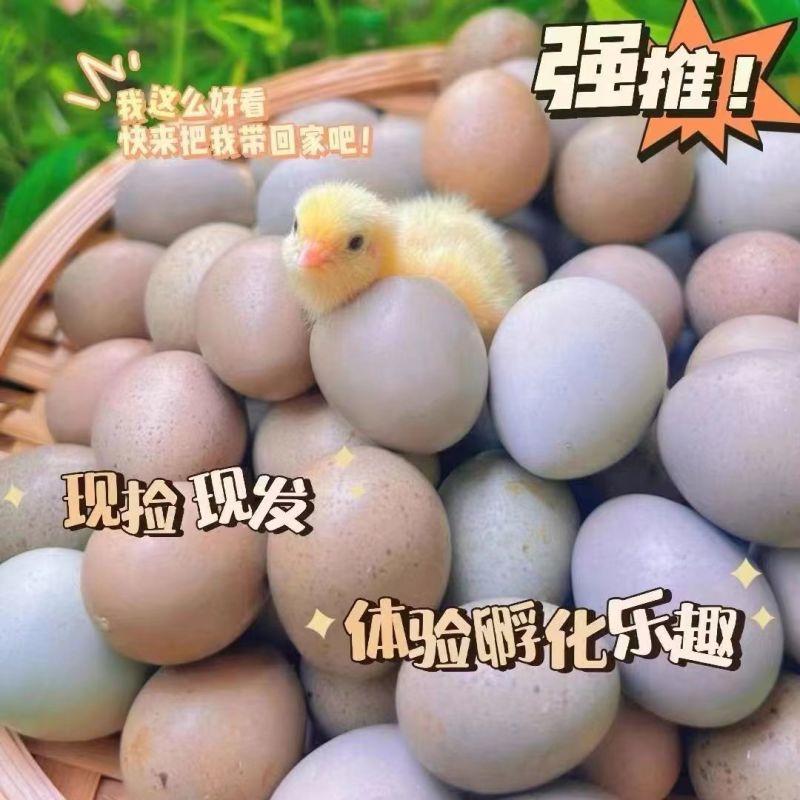 芦丁鸡受精蛋养殖基地直发批发长期供应