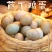 芦丁鸡受精蛋养殖基地直发批发长期供应