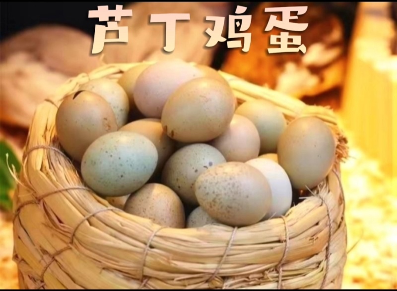芦丁鸡受精蛋养殖基地直发批发长期供应