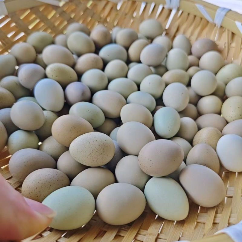 芦丁鸡受精蛋养殖基地直发批发长期供应