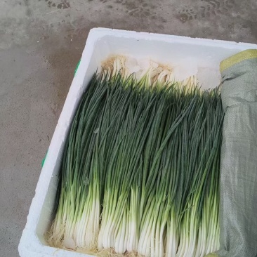 小香葱