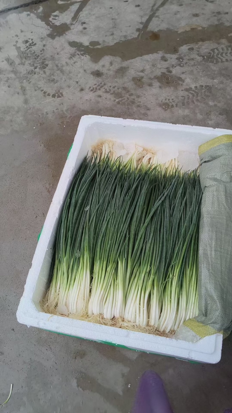 小香葱