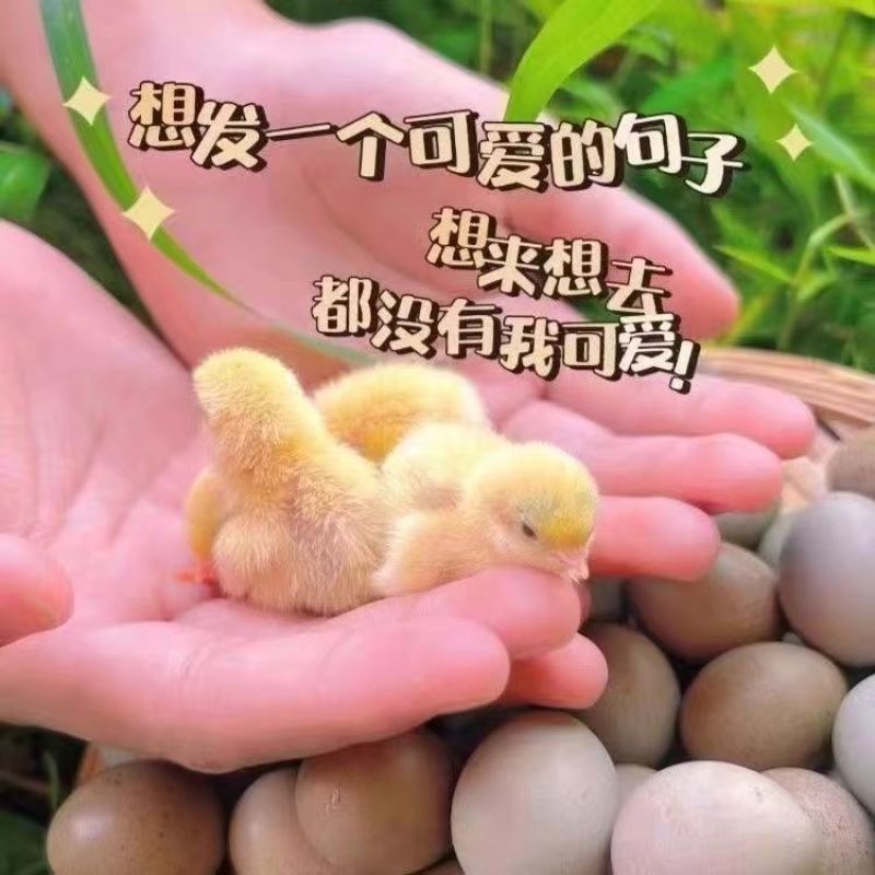 芦丁鸡蛋食用蛋礼盒装养殖基地直发长期供应批发