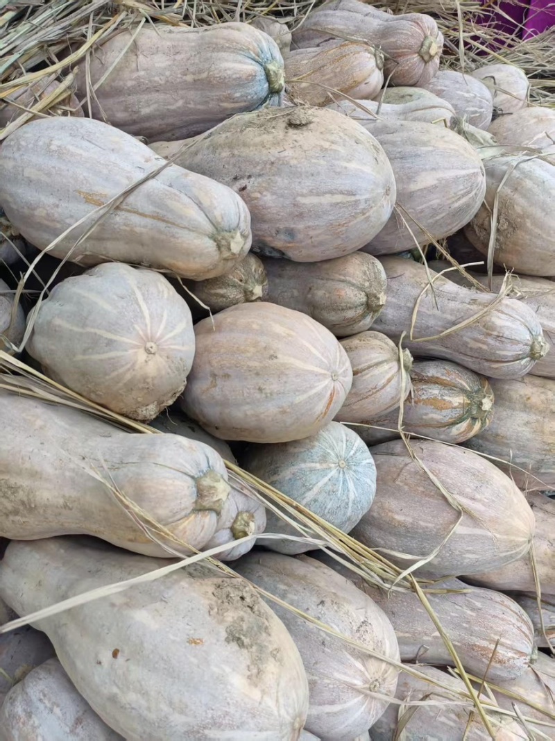 密本南瓜精品南瓜产地直发品质保障量大从优可视频看货