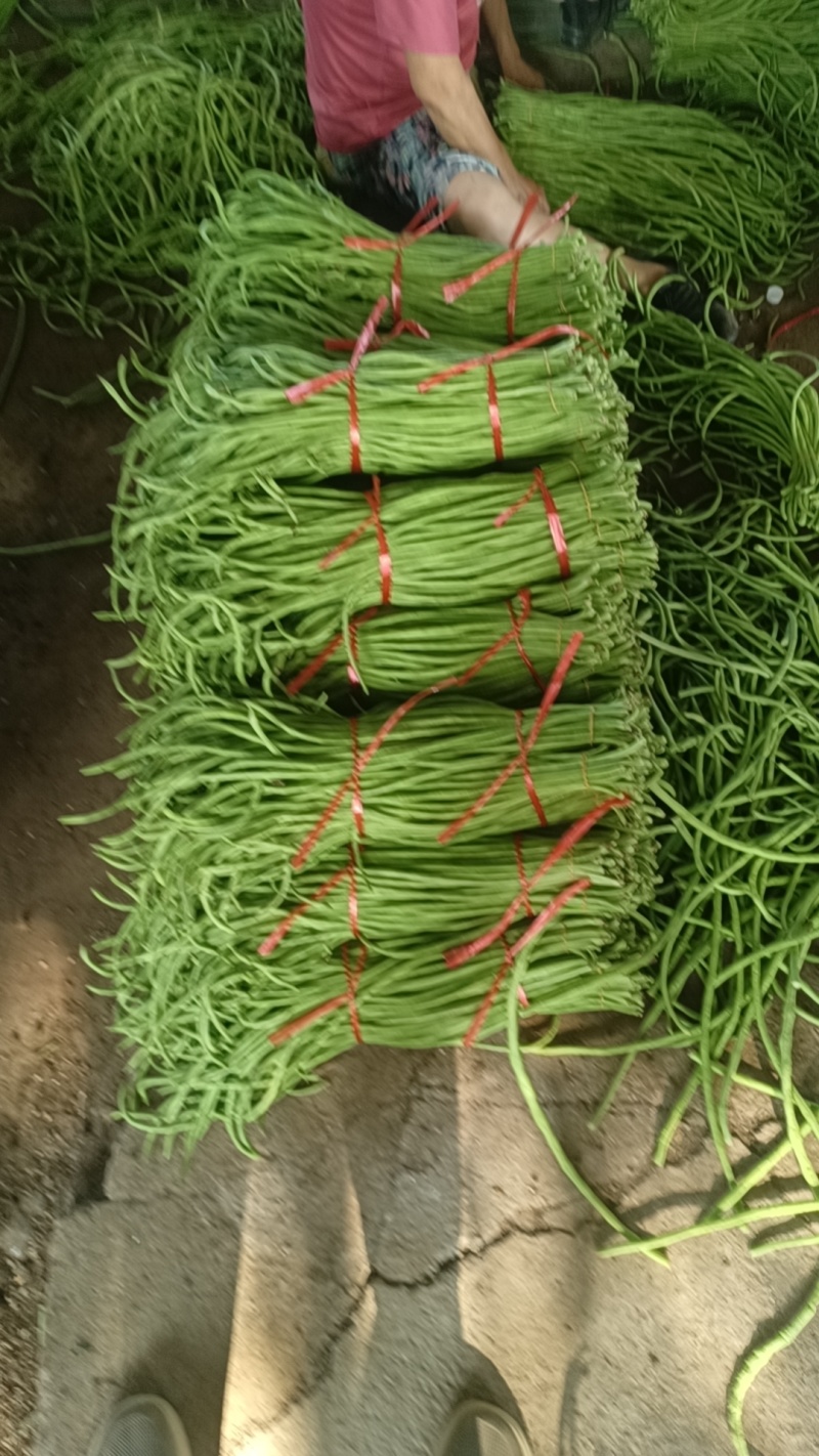 白条长豆角，（浅绿）