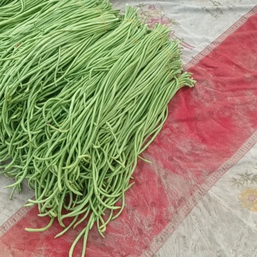 白条长豆角，（浅绿）