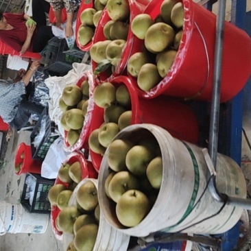 江阴青阳镇翠冠梨，