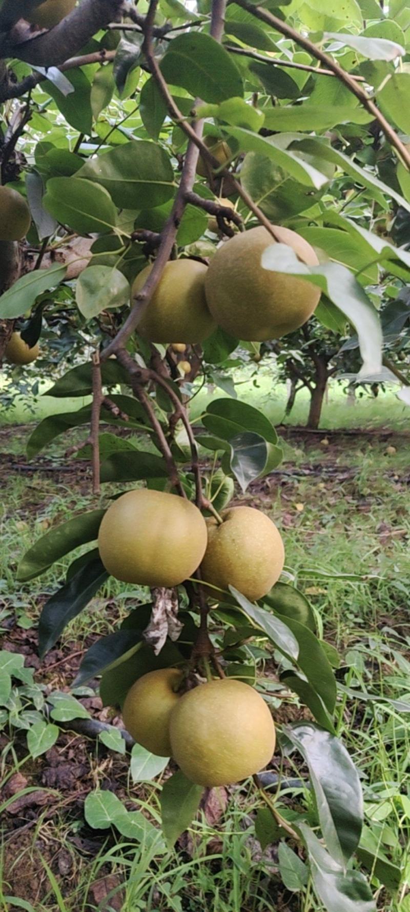 江阴青阳镇翠冠梨，
