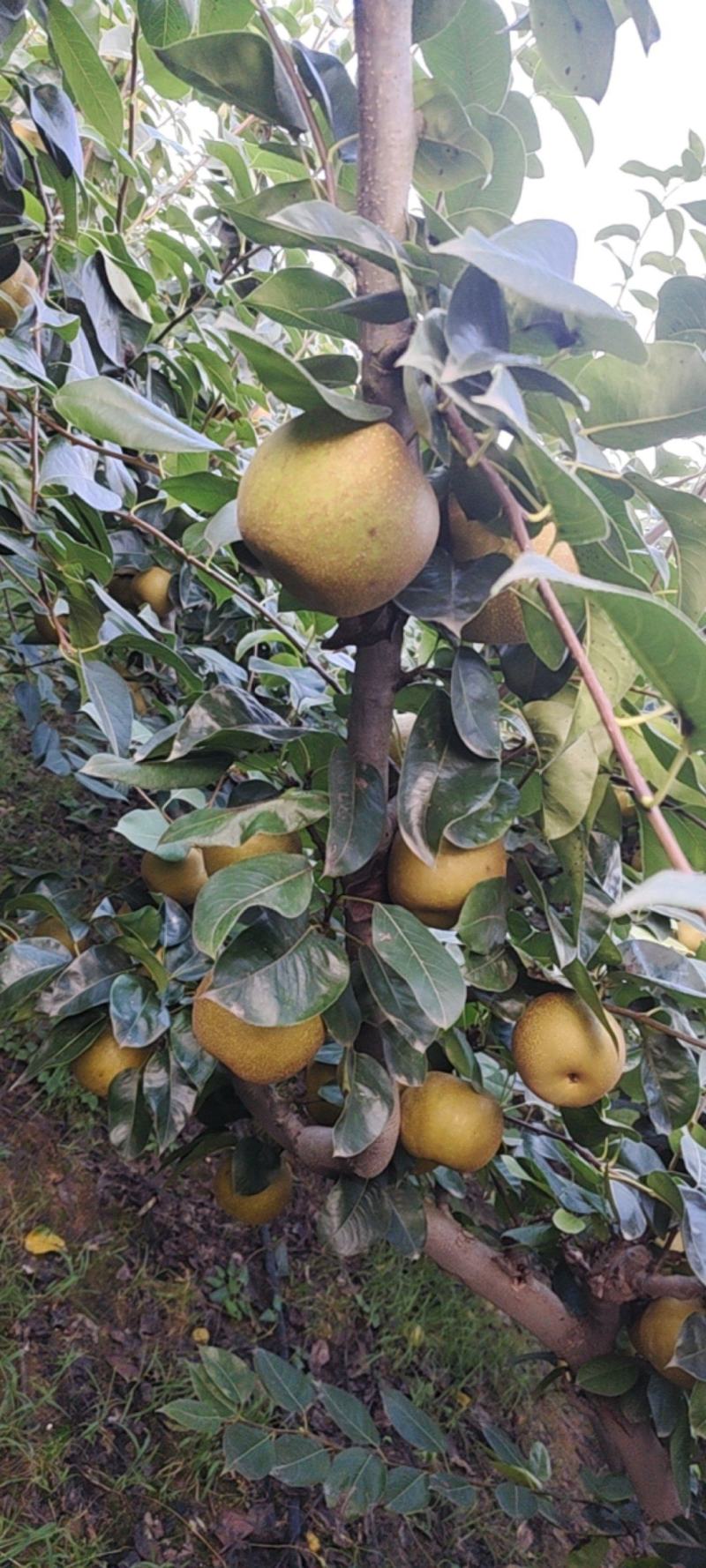 江阴青阳镇翠冠梨，