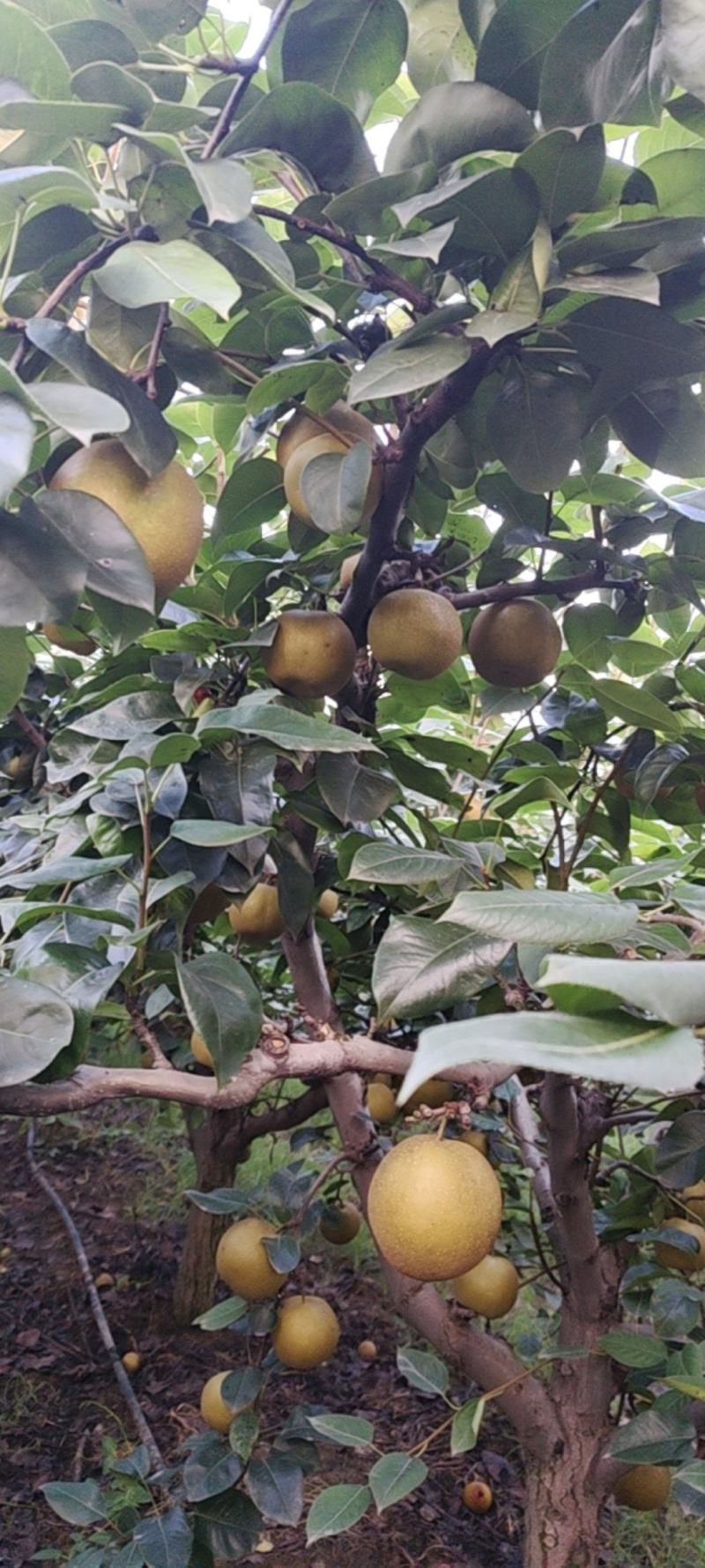 江阴青阳镇翠冠梨，