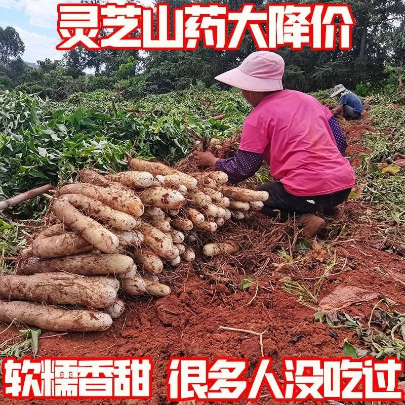 『灵芝山药/佛手山药』云南山药/软糯香甜/产地代发全国