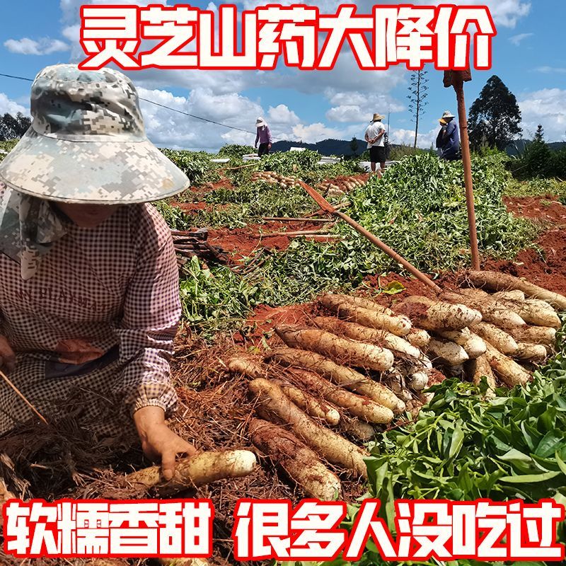 『灵芝山药/佛手山药』云南山药/软糯香甜/产地代发全国