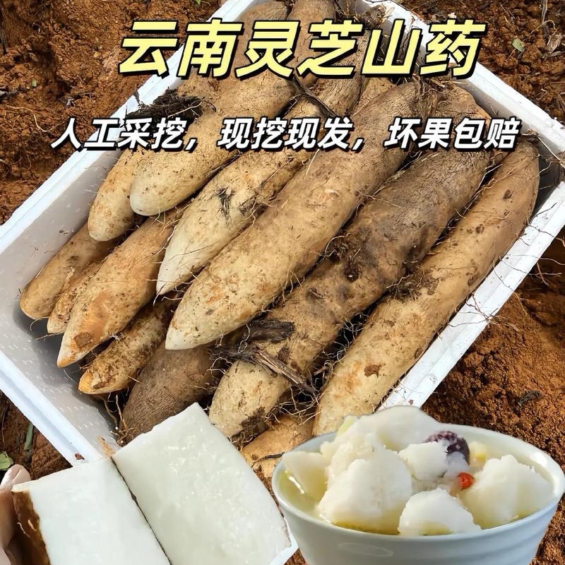 『灵芝山药/佛手山药』云南山药/软糯香甜/产地代发全国