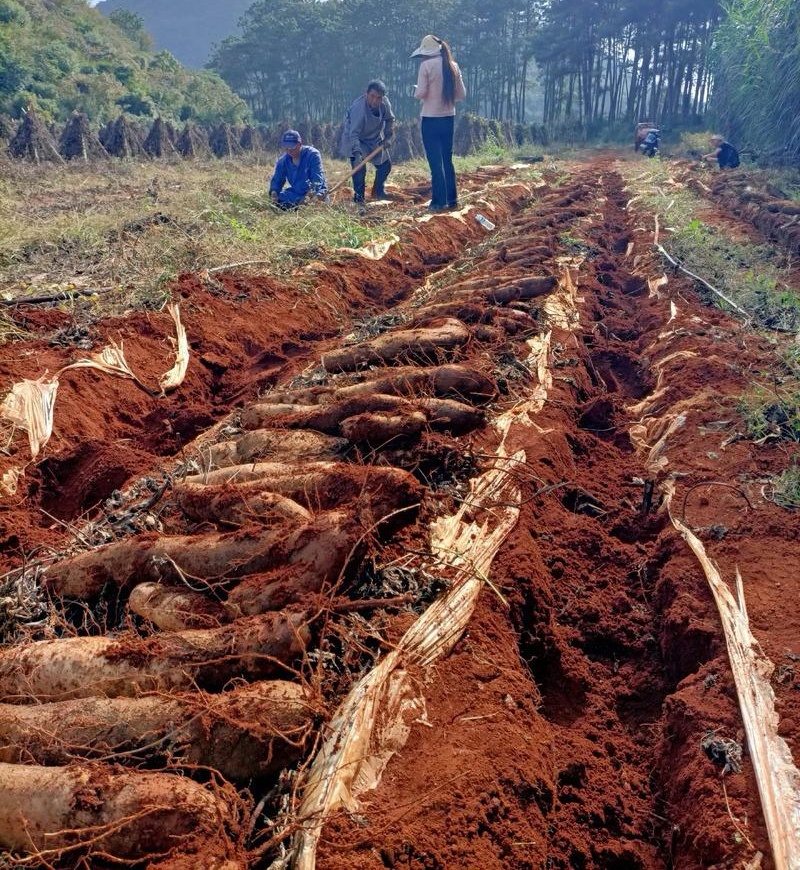 『灵芝山药/佛手山药』云南山药/软糯香甜/产地代发全国