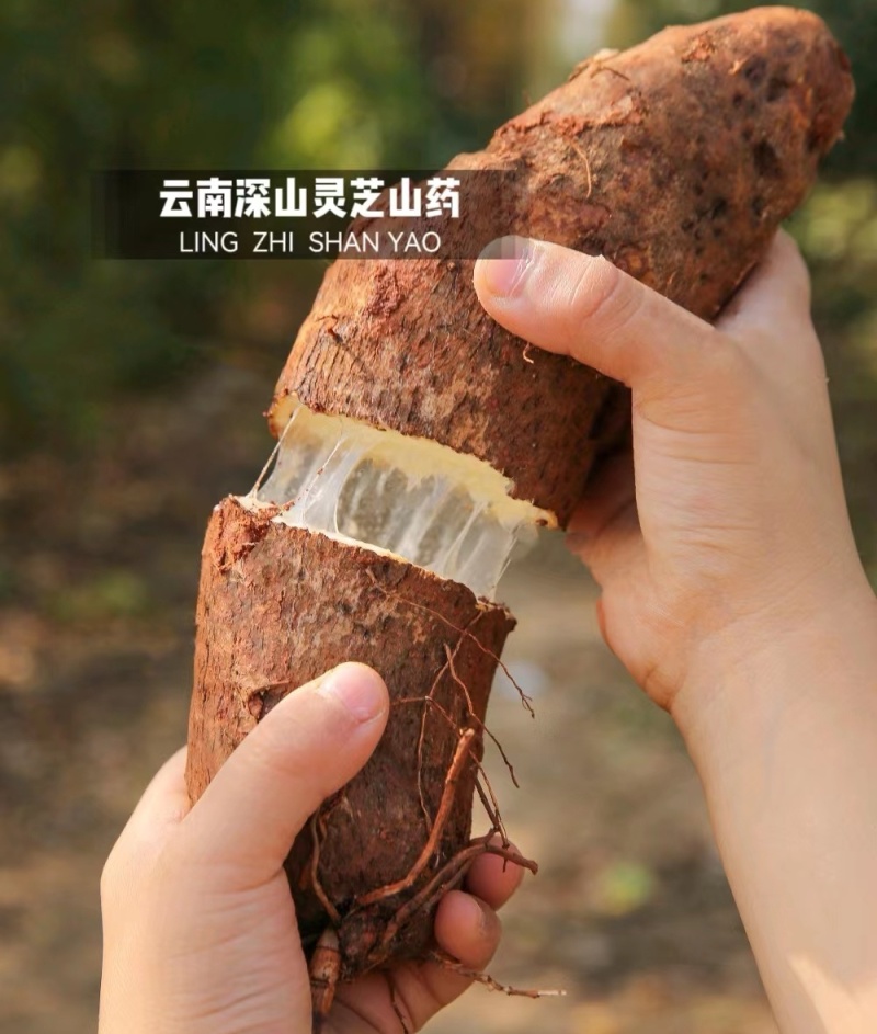 『灵芝山药/佛手山药』云南山药/软糯香甜/产地代发全国